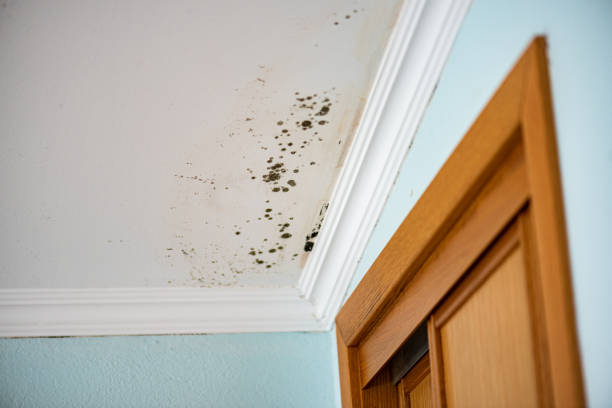 Best Post-Flood Mold Remediation in USA